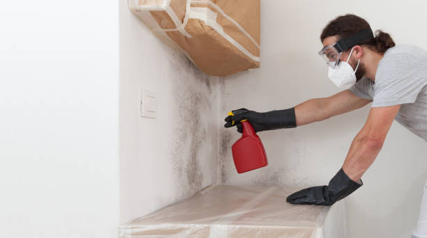 Professional Mold Removal technician working in Jamestown, NY