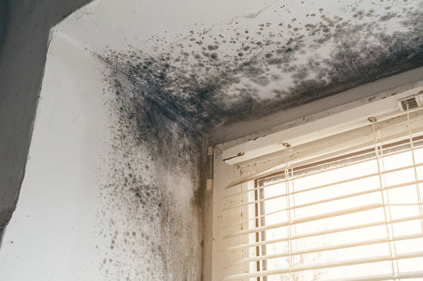 Affordable Mold Removal solutions in Jamestown, NY
